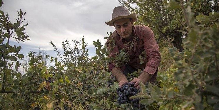 تولید ۱۴۱ هزار تن انگور در کردستان/ جایگاه دوم کشوری کردستان در تولید انگور دیم