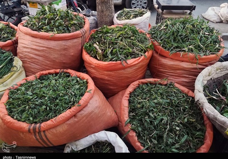 بازار داغ گیاهان بهاری در کردستان/ ظرفیت‌های دارویی و خوراکی که به چشم نمی‌آید + تصاویر